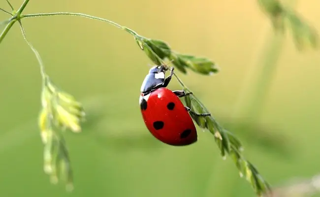 coccinelle 095902