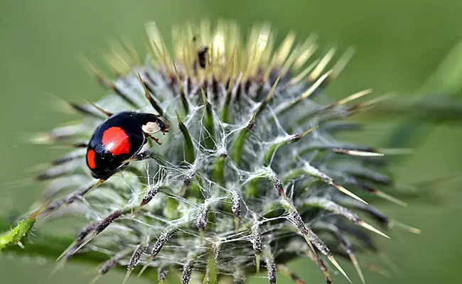 coccinelle asiatique 063026