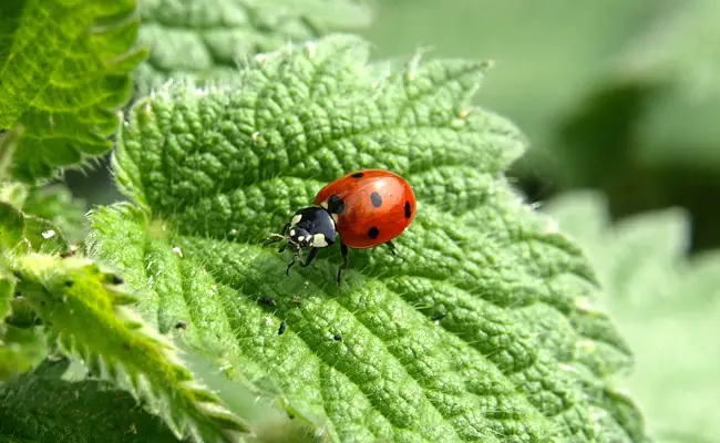 coccinelle jardin 064134