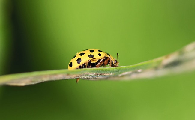 coccinelle jaune 061143