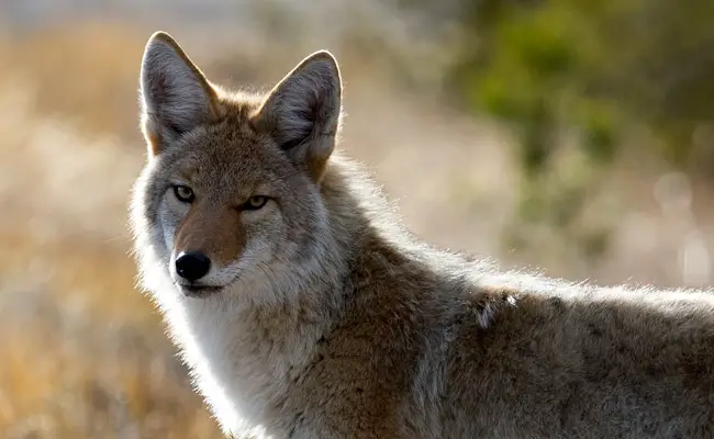 coyote 072253