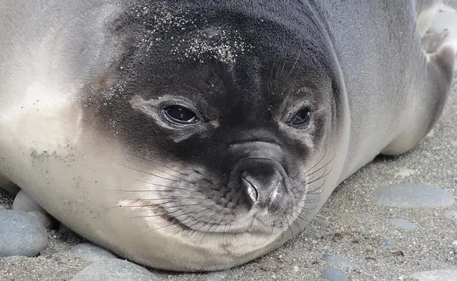 De zeeolifant: een van de grootste zeezoogdieren!