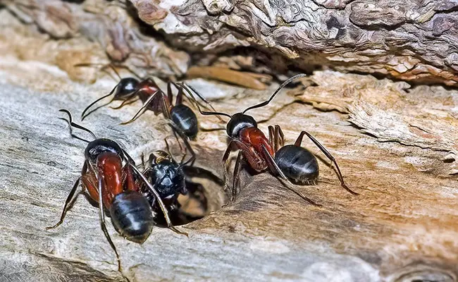 fourmis charpentieres 064441