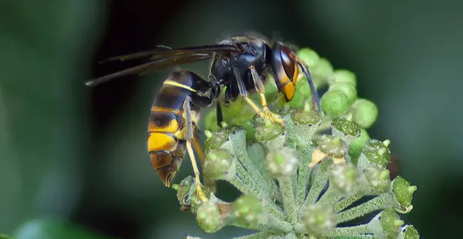 Aziatische horzel, Vespa velutina