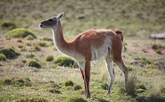 guanaco 082143