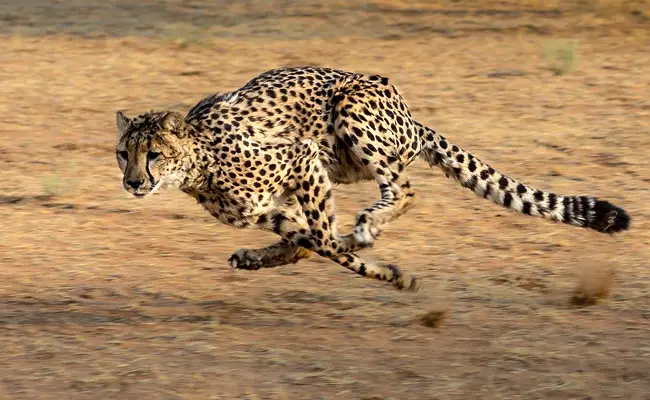 De cheetah, gebouwd om te rennen