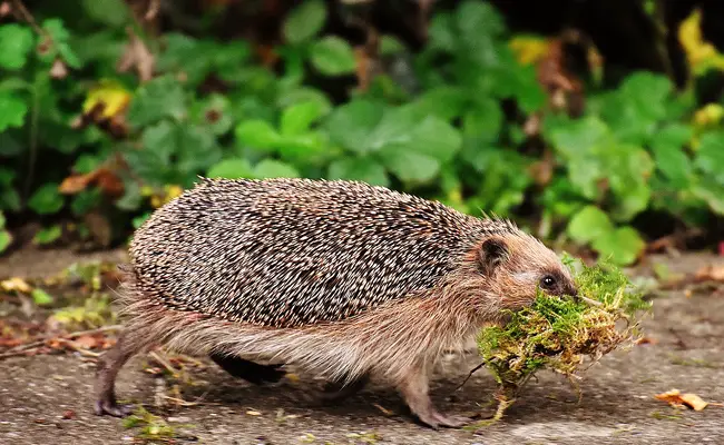 Egellevensstijl en voortplanting 