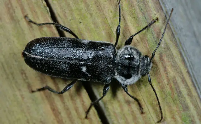 hylotrupes bajulus 091727