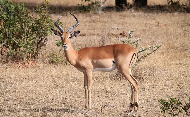 impala 084552