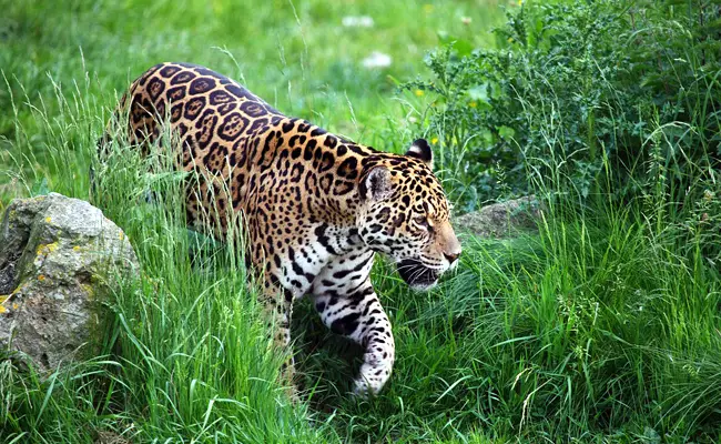 jaguar