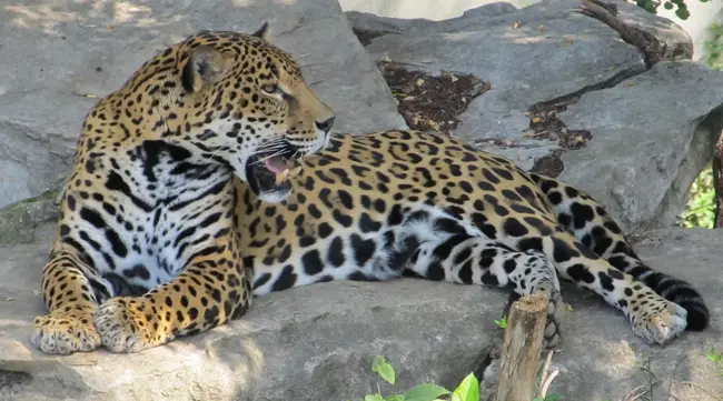 jaguar (Panthera onca) 