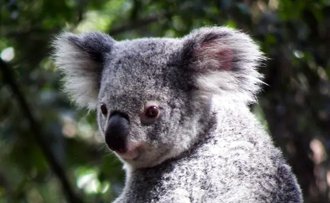 koala 1 090319