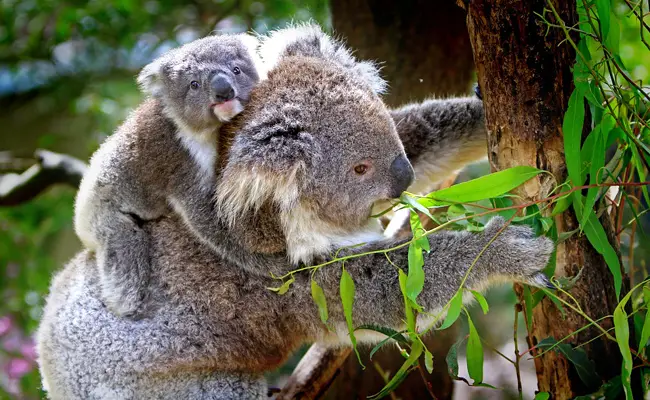 Koala, fysieke beschrijving 