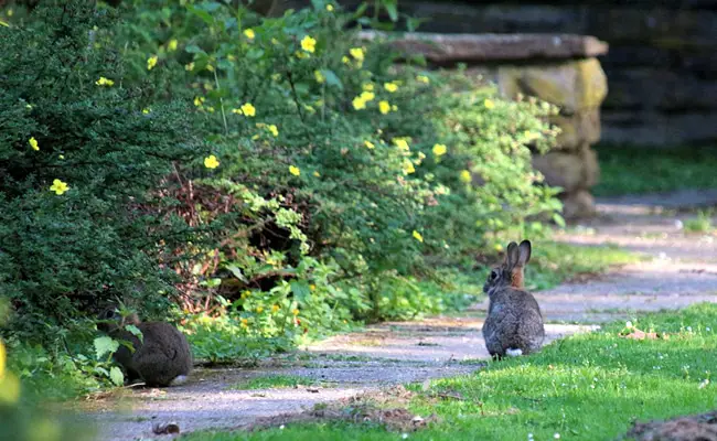 lapin jardin 060437