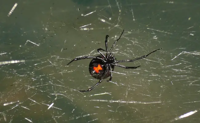 latrodectus mactans 100722