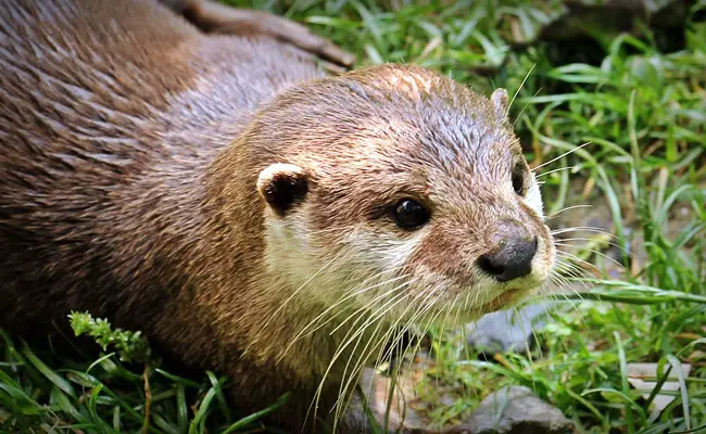 loutre 1 085135