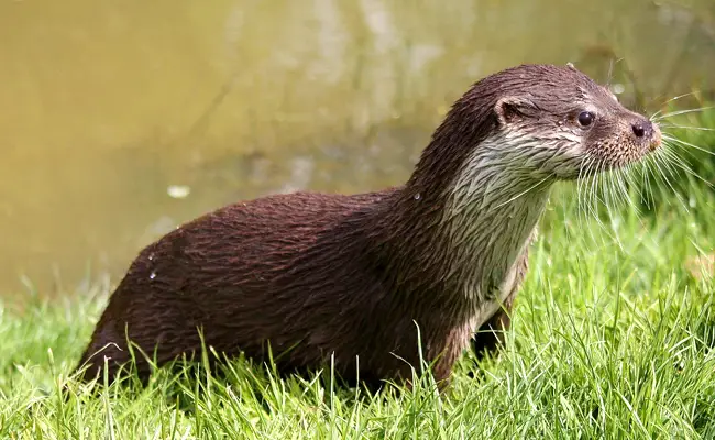 De otter behoort tot de familie Mustelidae.