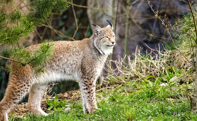 De vier soorten lynx die momenteel worden gevonden