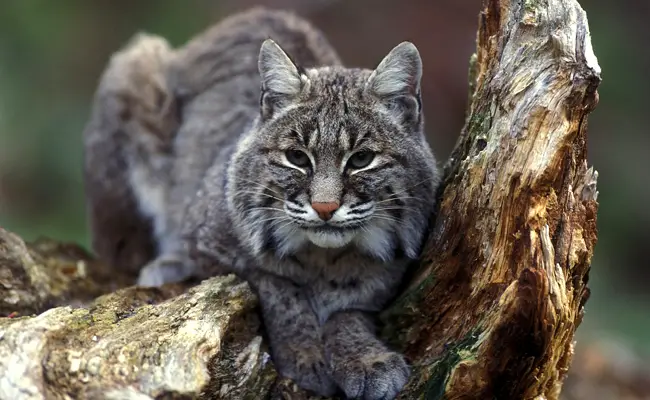 Levensstijl en voortplanting van de lynx 