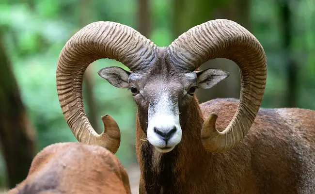 mouflon 071330