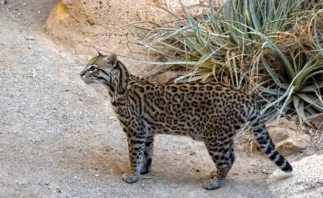 ocelot 084309