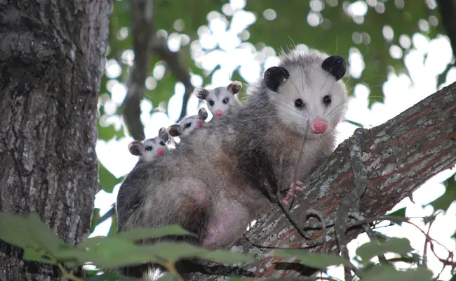 opossum 101337