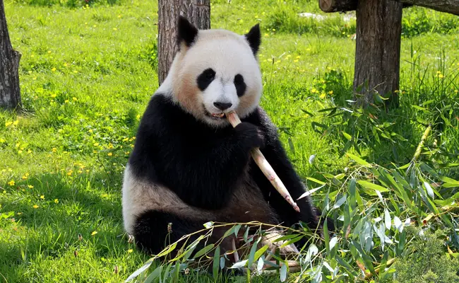 De reuzenpanda (Ailuropoda melanoleuca) behoort tot de familie Ursidae (Ursidae).