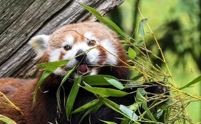 Voedsel van de rode panda 