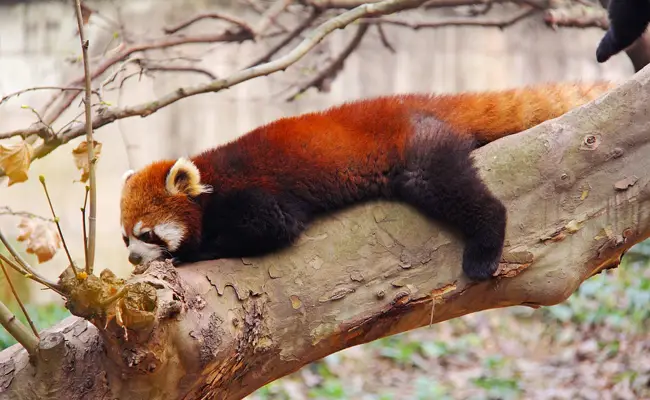 Hoe leeft de rode panda in het wild? 