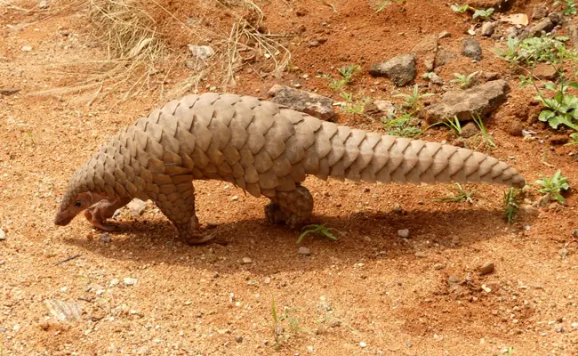 pangolin 065358