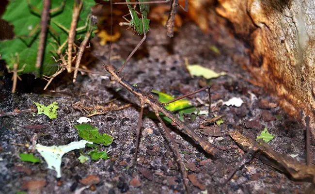 Wandelende tak: voedsel en wijze van voortplanting 