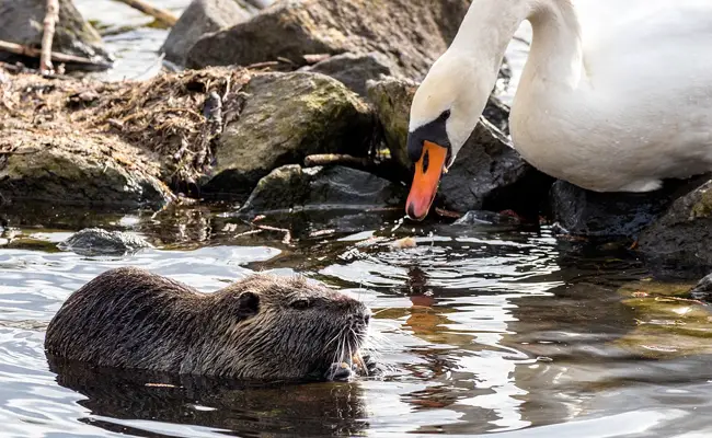 Nutria: een knaagdier dat niet tegen vorst kan 