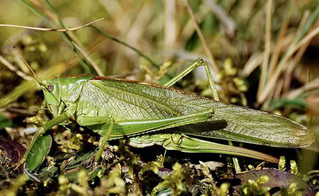 sauterelle verte 061931