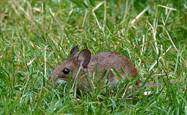 De gewone muis of huismuis behoort tot de familie Muridae.