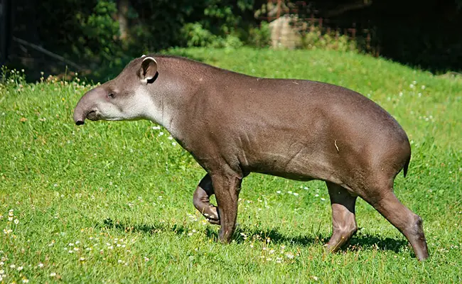 tapir 082904