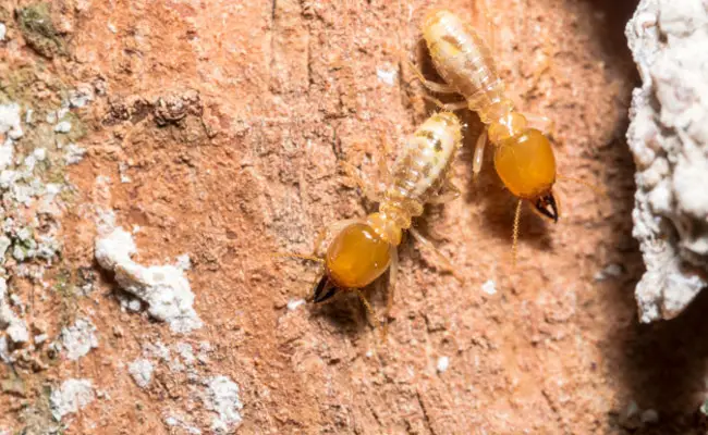 termites 070136