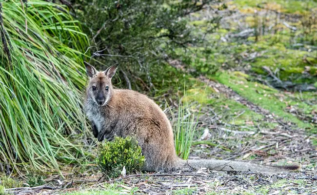 Bennetts wallaby