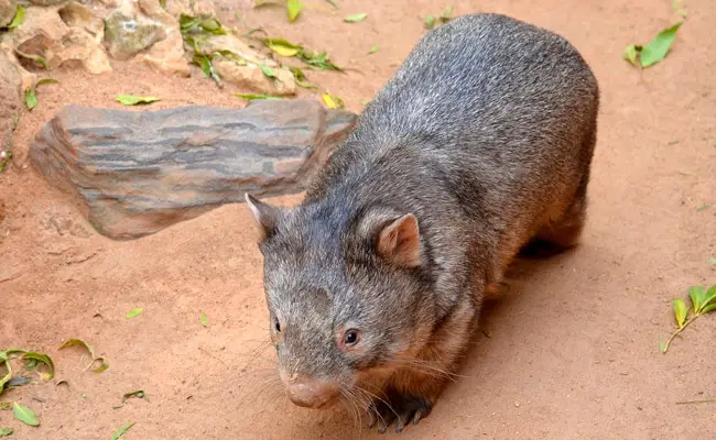 wombat 063119