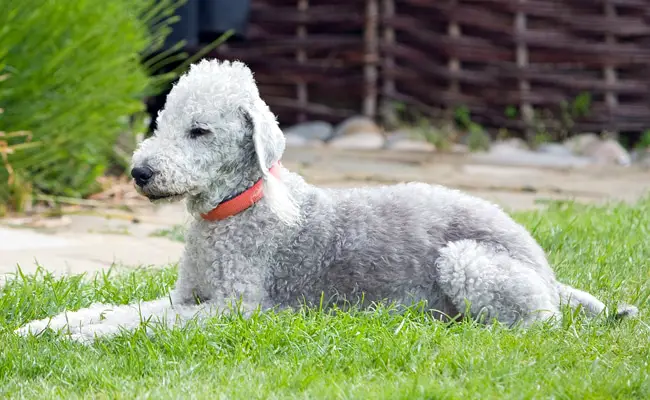 bedlington terrier 1 115719 650 400