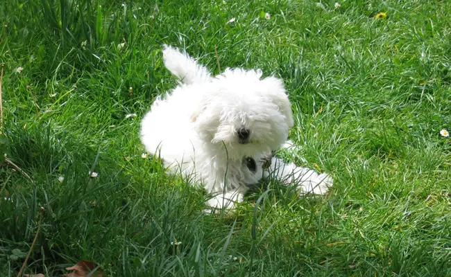 bichon bolonais 132442 650 400