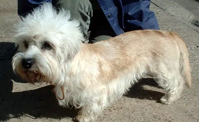 dandie dinmont terrier 102914 650 400