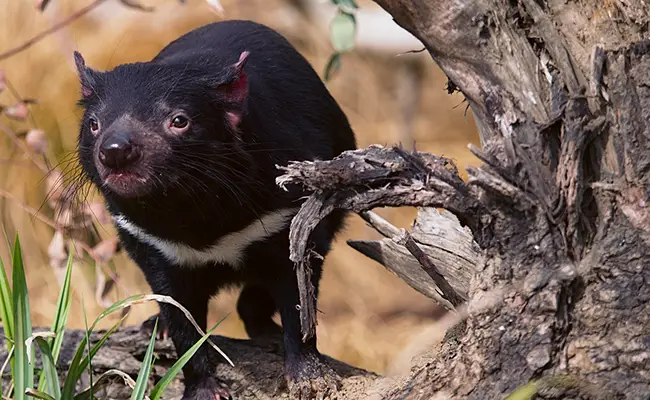 Tasmaanse Duivel, de grootste van de vleesetende buideldieren