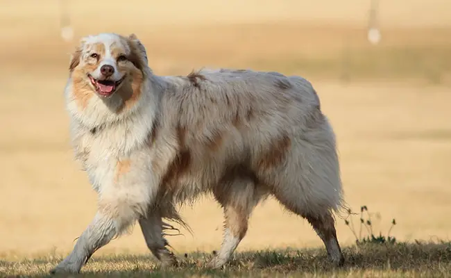 double merle 065832 650 400