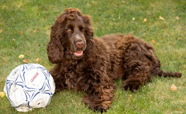 field spaniel 101344 650 400