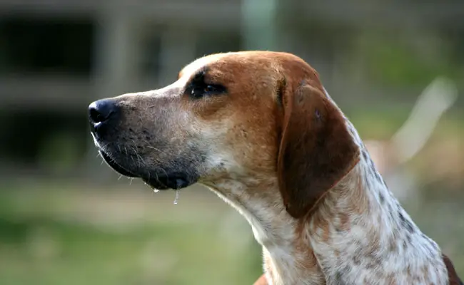 foxhound anglais 095952 650 400