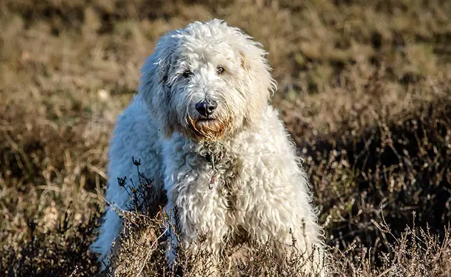 goldendoodle 134536 650 400