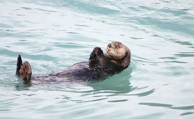 De zeeotter: wie is het?  Waar en hoe woont ze?