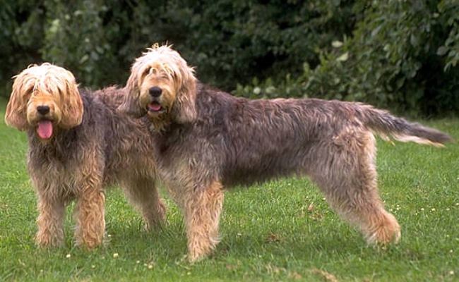 otterhounds 103205 650 400