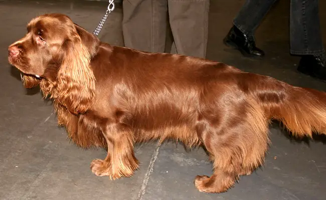 sussex spaniel 095454 650 400