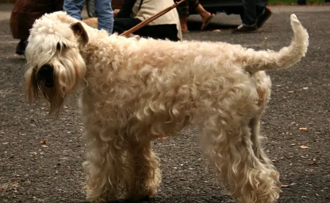 terrier irlandais poil doux 134702 650 400